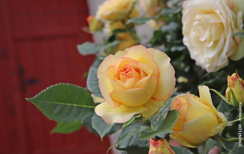©SUNFLOR - Primavera